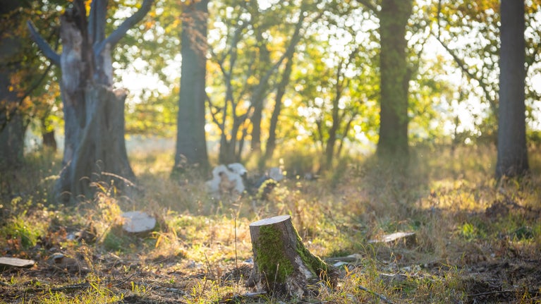 Woodland with sunny glades and tree stumps where ash trees have been removed.
